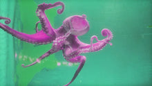 Load image into Gallery viewer, Monira Al Qadiri - Empire Dye