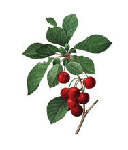 Load image into Gallery viewer, Instant Wall Art: Beautiful Botanical Prints