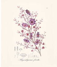 Load image into Gallery viewer, Instant Wall Art: Beautiful Botanical Prints