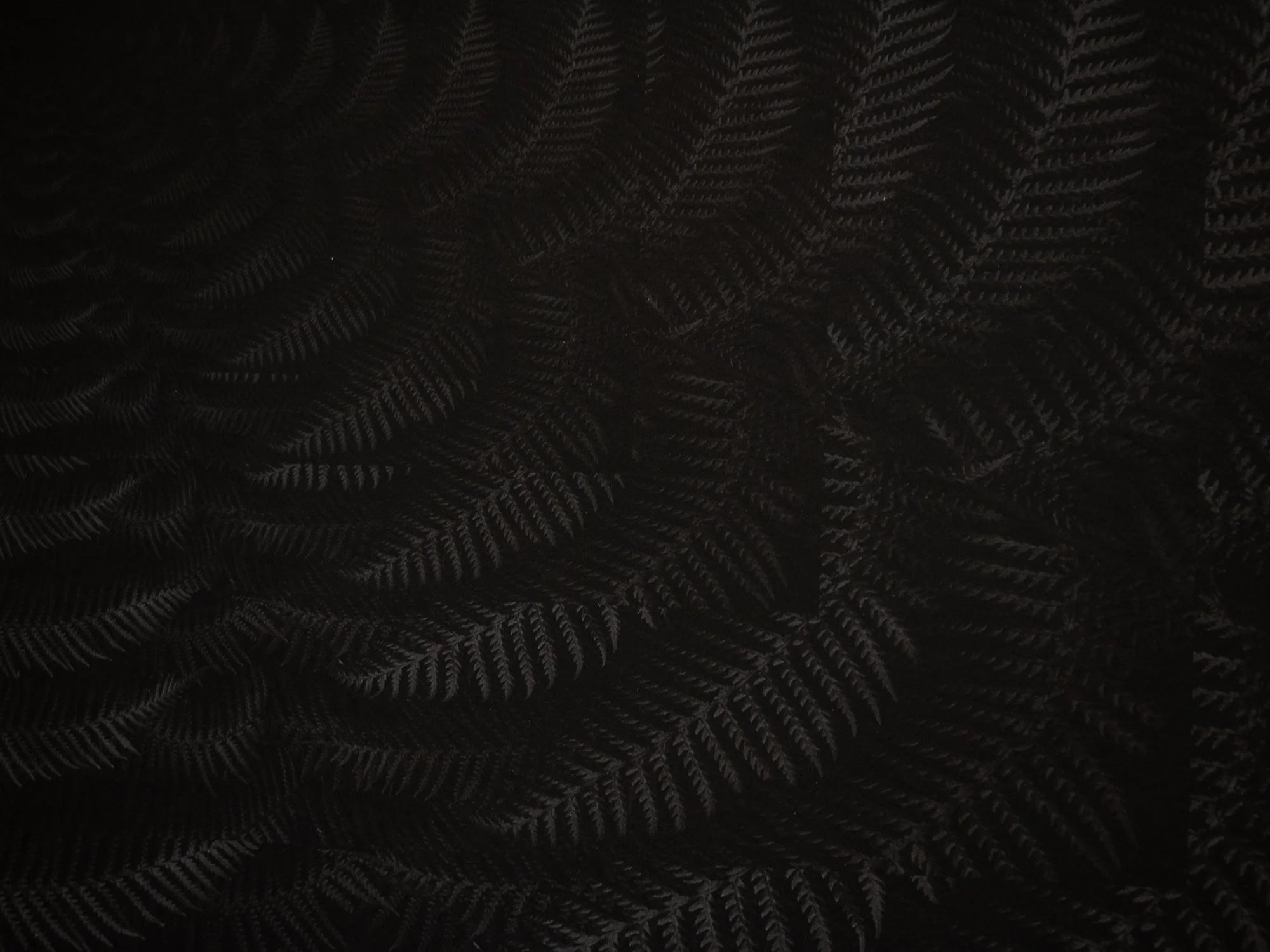 Julian Charrière - Dicksonia Antarctica