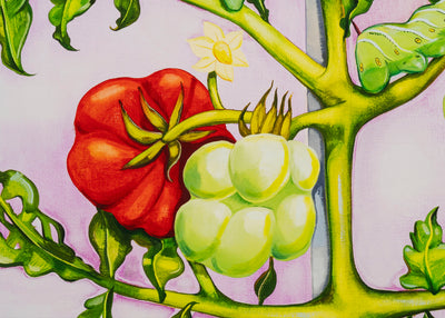 Nikki Maloof - Tomato Plant
