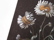 Load image into Gallery viewer, Laurent Grasso - Daisy (Available Framed)