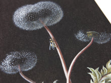 Load image into Gallery viewer, Laurent Grasso - Dandelion