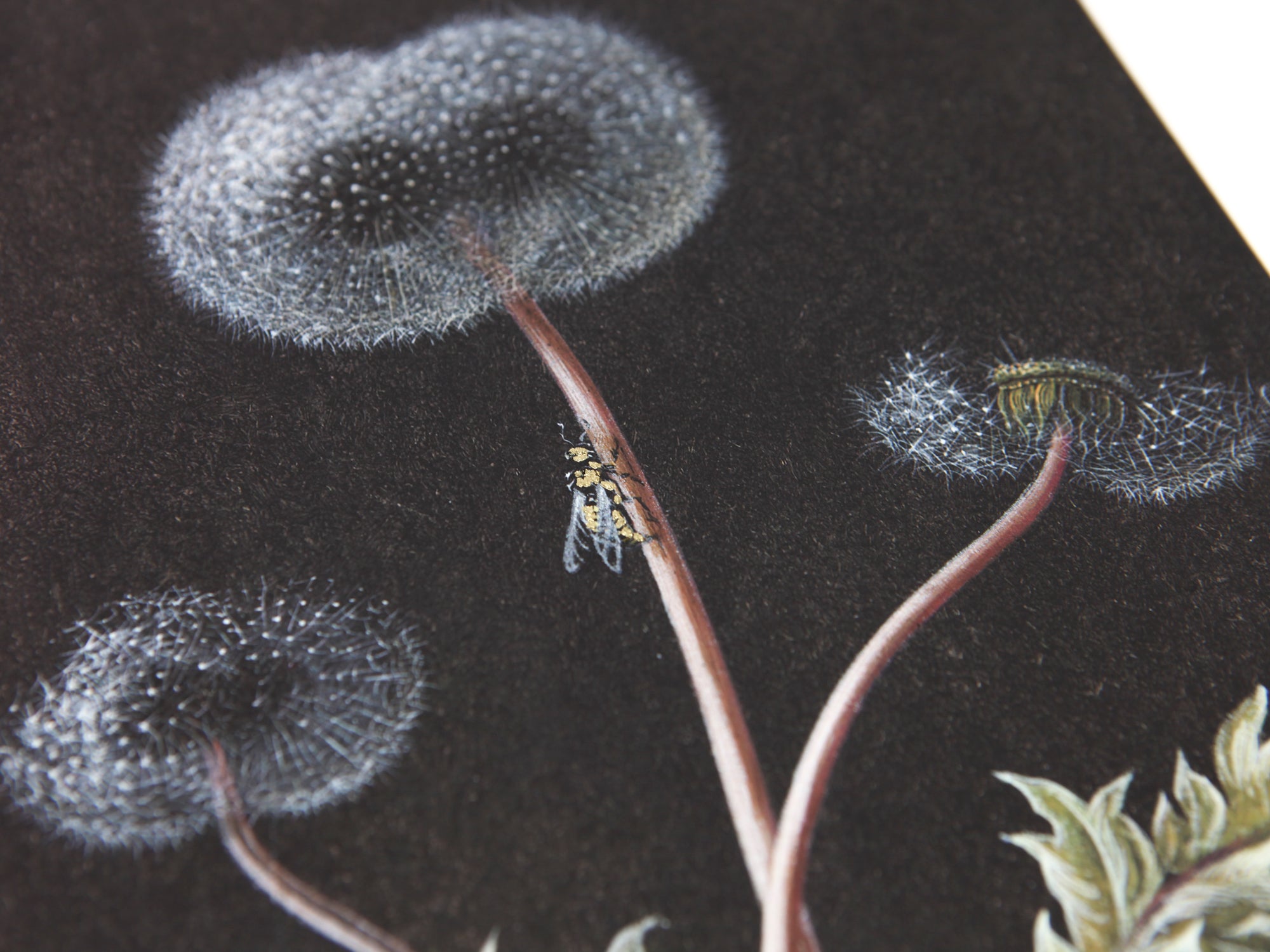 Laurent Grasso - Dandelion