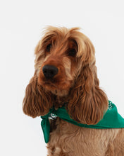 Load image into Gallery viewer, Perrotin Dog Bandana
