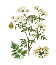 Load image into Gallery viewer, Instant Wall Art: Beautiful Botanical Prints
