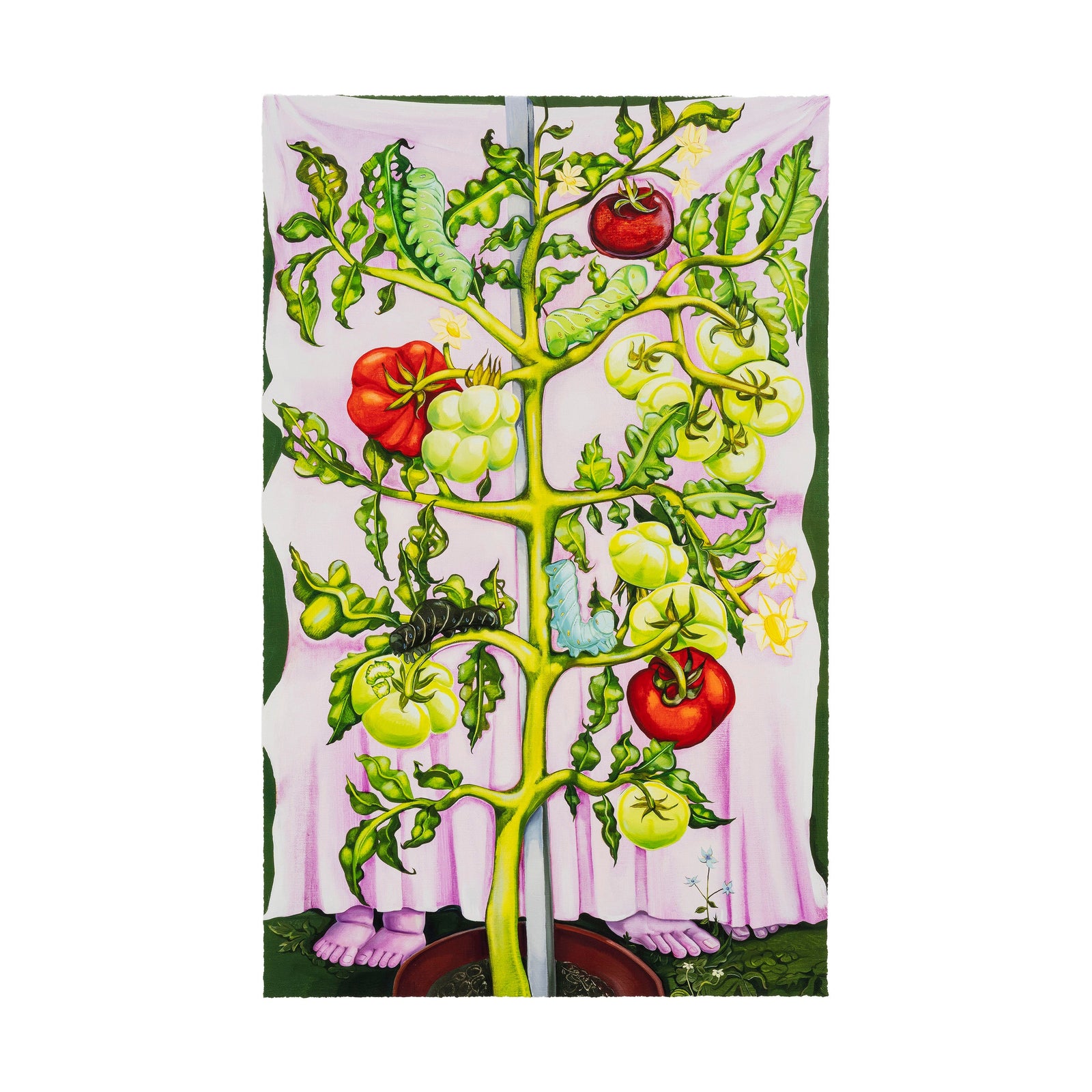 Nikki Maloof - Tomato Plant