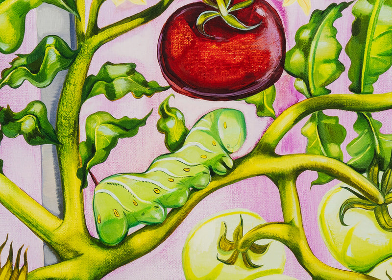 Nikki Maloof - Tomato Plant