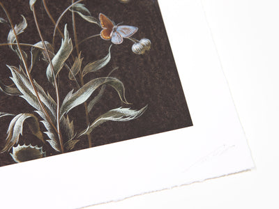 Laurent Grasso - Daisy (Available Framed)