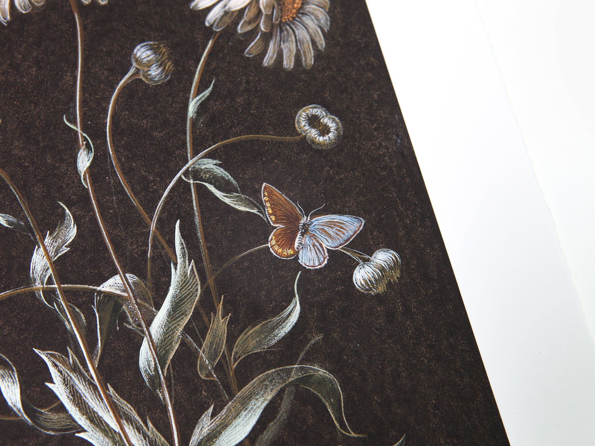 Laurent Grasso - Daisy (Available Framed)