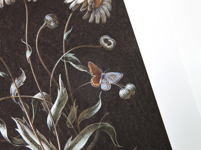 Laurent Grasso - Daisy (Available Framed)