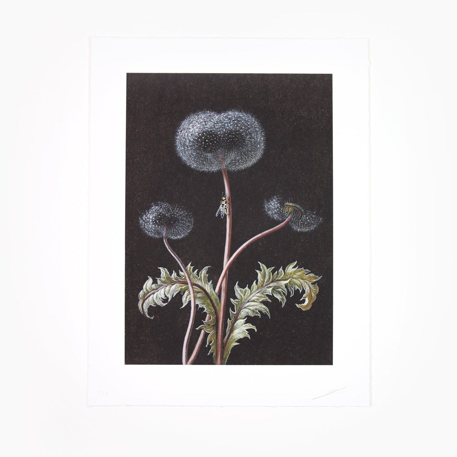 Laurent Grasso - Dandelion