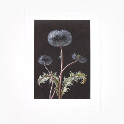 Laurent Grasso - Dandelion